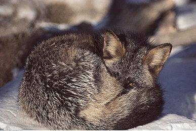 黑暗幻想ARPG《狩夜人》现已发售  目前好评